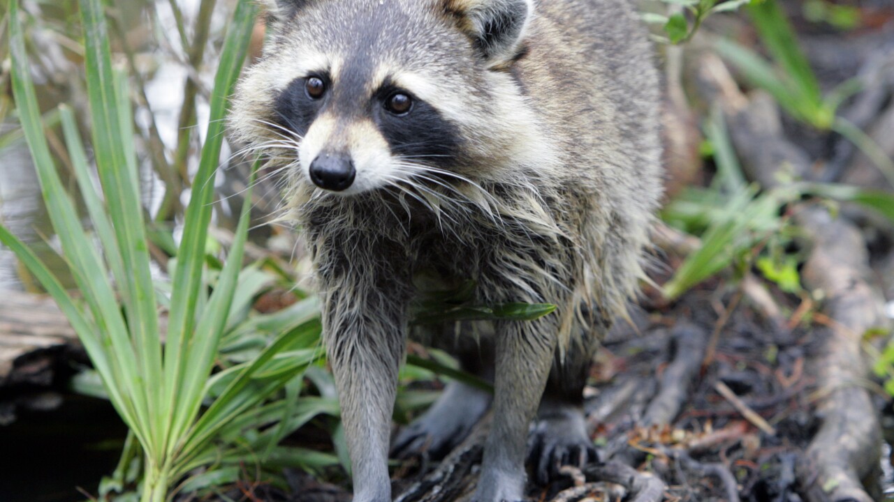 RACCOON AP Photo