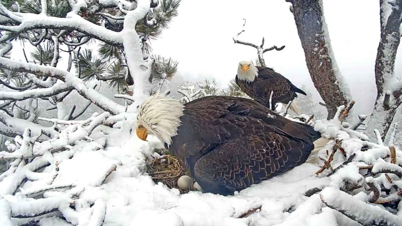 Why the eggs from Big Bear's internet-famous eagles may never hatch