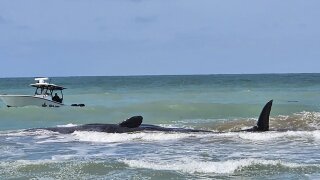 Sperm whale spotted beached on sandbar off Florida coastline has died