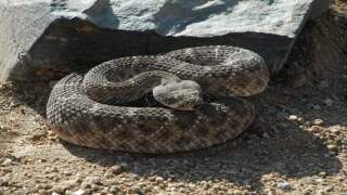 Hiker dies after rattlesnake bite in Colorado