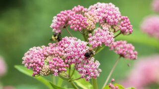 Here’s how you can get free wildflower seeds for your garden