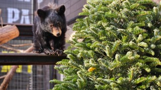 Buddy the bear cub Bearizona