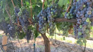 Arizona vineyard grapes 